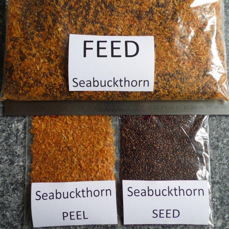 Sauber abgetrennte Sandornsamen für die Ölgewinnung